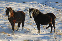Welsh Ponies {Equus caballus} on Hay Bluff, Black Mountains, Brecon Beacons National Park, Wales, UK