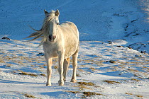 Welsh Pony {Equus caballus} Hay Bluff, Black Mountains National Park, Powys, Wales, UK, winter