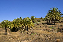 Canary Islands Date Palm (Phoenix canariensis) La Gomera, Canary Islands, Spain