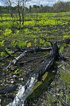 New growth of Birch, Bracken and coarse grass in year following extensive heathland fire, Thursley Common National Nature Reserve, Surrey, England, 2007