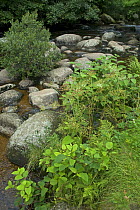 Japanese Knotweed (Fallopia japonica) growing on bank of River Dart, Dartmoor NP, England, 2007