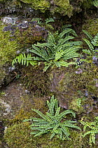 Maidenhair Spleenwort (Asplenium trichomanes) growing on old wall, Dartmoor NP, Devon, England
