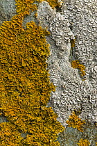Seashore lichens Xanthoria parietina (orange) and Ochrolechia parella (grey), UK