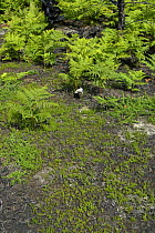 New growth of Bracken and Heather on ground burned in previous year. Thursley Common National Nature Reserve, Surrey, England, 2007