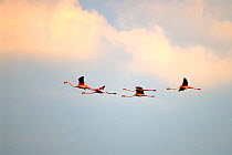 Five European Flamingos (Phoenicopterus ruber roseus) in flight against evening sky, delta region of the River Po, Italy
