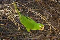 White-eyed parakeet (Aratinga leucophthalmus)  Pantanal, Brazil