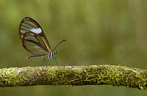 Clear-winged Butterfly (Hyalurga sp ?) Mindo Cloud forest, Andes, Ecuador