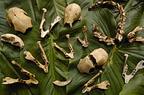 Regurgitated bones of mammals from Harpy eagle nest (Harpia harpyja) Ecuador