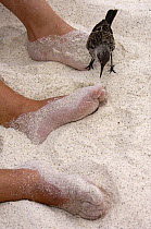 Hood Island mockingbird (Nesomimus trifasciatus macdonaldi) beside feet of tourist, Hood / Espanola Island, Galapagos