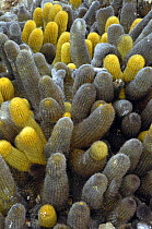 Lava cactus (Brachycereus nesioticus) growing on the lava of Tower Island, Galapagos Islands