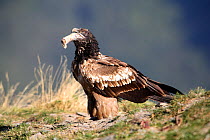 Bearded vulture (Gypaetus barbatus) One year old juvenile feeding on prey, sequence 1/4, Huesca, Spain