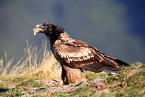 Bearded vulture (Gypaetus barbatus) One year old juvenile feeding on prey, sequence 2/4, Huesca, Spain
