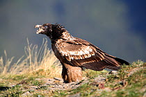 Bearded vulture (Gypaetus barbatus) One year old juvenile feeding on prey, sequence 3/4. Huesca, Spain