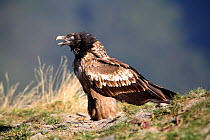 Bearded vulture (Gypaetus barbatus) One year old juvenile feeding on prey, sequence 4/4, Huesca, Spain