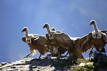 Flock of Griffon vulture (Gyps fulvus) on rock, Huesca, Spain.