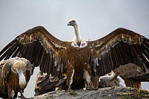 Griffon vulture (Gyps fulvus) with wings stretched, Huesca, Spain.