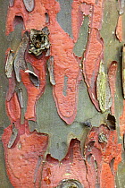 Close up of flaking bark of Phoenician juniper tree (Juniperus phoenicea) Spain