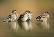Common sparrows (Passer domesticus) at water, Spain