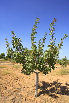 Cultivated Pistachio tree (Pistacia vera) Albacete, Spai