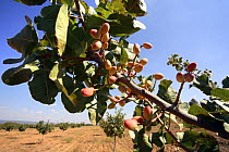 Pistachio nuts on cultivated Pistachio tree (Pistacia vera) Albacete, Spain