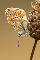 Common blue butterfly {Polyommatus icarus} Spain