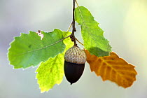 Acorn of Portuguese oak (Quercus faginea) Spain