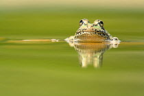 Marsh frog (Rana ridibunda perezii) at water surface, Spain