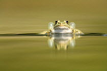 Marsh frog (Rana ridibunda perezii) male vocalising at water surface clearly showing vocal sacs, Spain