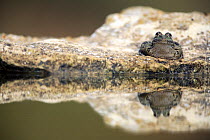 Marsh frog (Rana ridibunda perezii) reflected in water, Spain