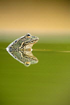 Marsh frog (Rana ridibunda perezii) reflected at water surface, Spain
