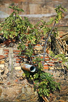 Fig tree (Ficus carica) growing out of rubble of disused mine building, Riotinto, Huelva, Spain