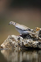 Collared dove at water {Streptopelia decaocto} Spain