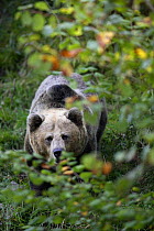 Pyrenean brown bear (Ursus arctos pyrenaicus) Spanish Brown Bear Foundation, Cantabrian mountains, Asturias, Spain
