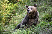 Pyrenean brown bear (Ursus arctos pyrenaicus) sitting, Spanish Brown Bear Foundation, Cantabrian mountains, Asturias, Spain