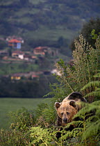 Pyrenean brown bear (Ursus arctos pyrenaicus) near a village, Spanish Brown Bear Foundation, Cantabrian mountains, Asturias, Spain