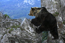 Pyrenean brown bear (Ursus arctos pyrenaicus) climginb over rocks, Spanish Brown Bear Foundation, Cantabrian mountains, Asturias, Spain