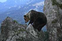 Pyrenean brown bear (Ursus arctos pyrenaicus) climbing over rocks, Spanish Brown Bear Foundation, Cantabrian mountains, Asturias, Spain
