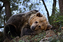 Pyrenean brown bear (Ursus arctos pyrenaicus) resting on rocks, Spanish Brown Bear Foundation, Cantabrian mountains, Asturias, Spain