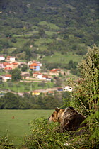 Pyrenean brown bear (Ursus arctos pyrenaicus) near village and farmland, Spanish Brown Bear Foundation, Cantabrian mountains, Asturias, Spain