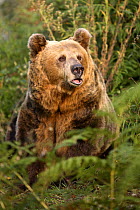 Pyrenean brown bear (Ursus arctos pyrenaicus)  Spanish Brown Bear Foundation, Cantabrian mountains, Asturias, Spain