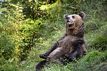 Pyrenean brown bear (Ursus arctos pyrenaicus) sitting and stretching, Spanish Brown Bear Foundation, Cantabrian mountains, Asturias, Spain