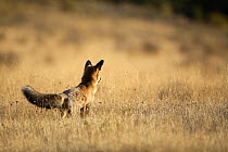 Red fox (Vulpes vulpes) hunting in grassland, Albacete, Spain