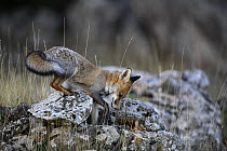 Red fox (Vulpes vulpes) searching for prey amongst rocks, Spain