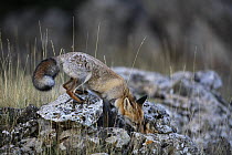Red fox (Vulpes vulpes) searching for prey amongst rocks, Spain
