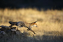 Red fox (Vulpes vulpes) running while hunting, Spain