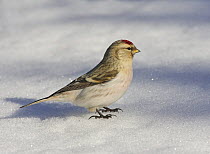 Arctic Redpoll (Carduelis hornemanni), Male standing on snow, Inari Finland April