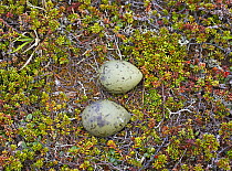 Arctic Skua (Stercorarius parasiticus) Eggs , Norway June on ground