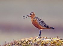 Bar-tailed Godwit (Limosa lapponica) male with breeding plumage singing, Norway June