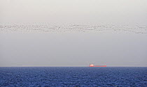 Large flock of Brent Goose (Branta bernicla) in flight over sea with cargo ship on skyline, Porvoo Söderskär Finland May