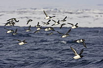 Flock of Brunnich's Guillemot (Uria lomvia) in flight over water, Norway April